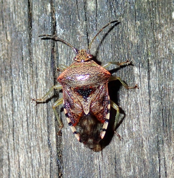 Acanthosomatidae: Elasmucha grisea del Veneto (TV)